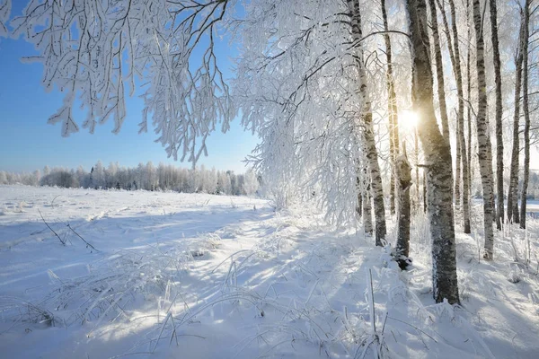 Břízy v rime na zimní den — Stock fotografie