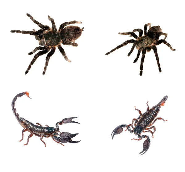 다른 거미 절연 — 스톡 사진