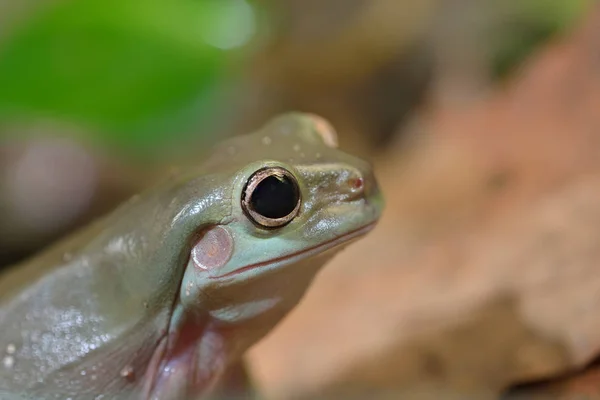 Australischer Laubfrosch litoria caerulea — Stockfoto