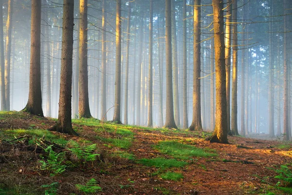 Solen strålar i en dimmig mystiskt skog — Stockfoto