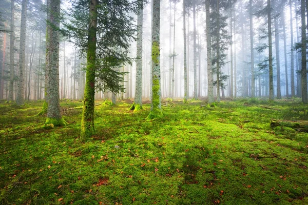 Pineta nebbiosa scura con muschio — Foto Stock