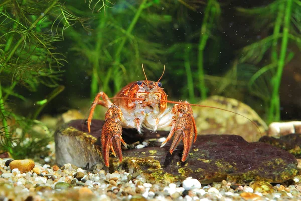 窄爪螯虾虾 leptodactylus — 图库照片
