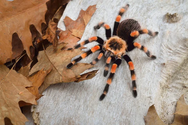 Birdeater tarantula spider Brachypelma smithi — Stock fotografie