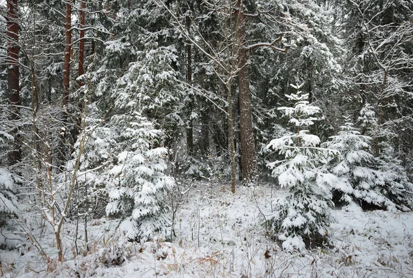 La prima neve nella pineta — Foto Stock