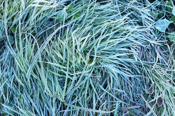Grass covered with morning rime in Autumn — Stock Photo, Image