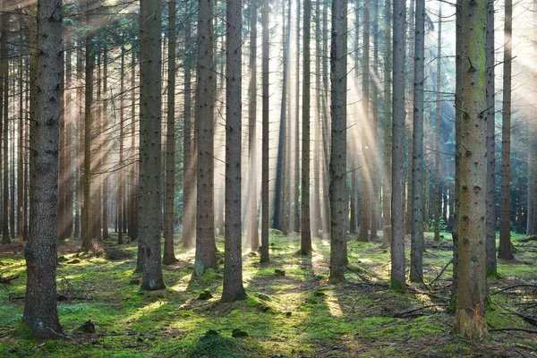 Raggi di sole in una nebbia in una foresta nebbiosa — Foto Stock