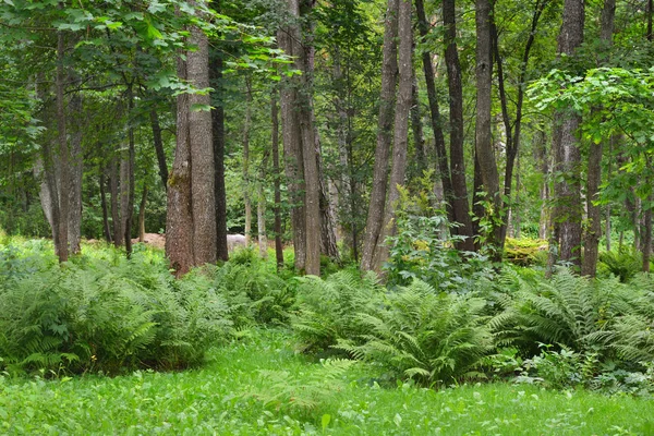 Vegetação de verão e samambaias em uma floresta de pinheiro — Fotografia de Stock