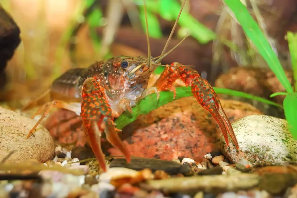 Louisiana swamp crayfish Procambarus clarkii — Stock Photo, Image