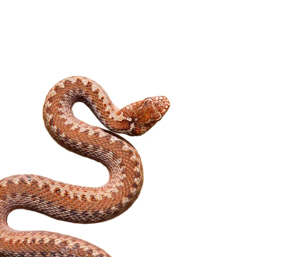 Gemensamma viper orm — Stockfoto