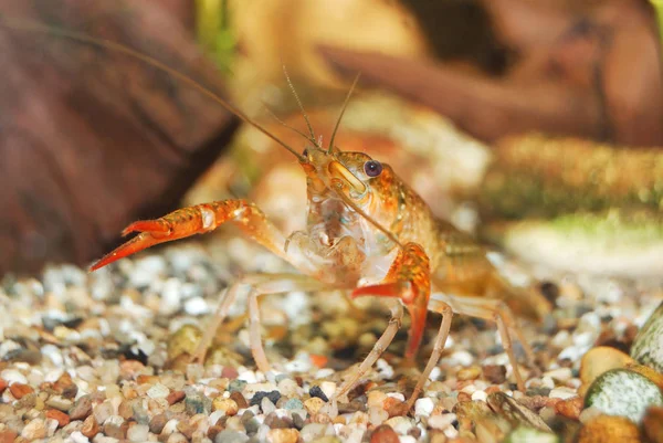 Louisianai mocsár rákok procambarus vízből — Stock Fotó