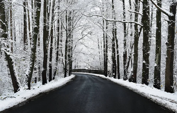 Асфальтова дорога в зимовому лісі — стокове фото