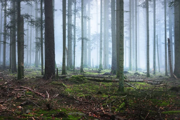 Bosque de pino oscuro y misterioso en niebla — Foto de Stock