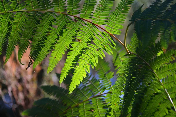 Przezroczyste bujny zielony paproci liście — Zdjęcie stockowe
