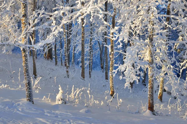 Schnee und Reif bedeckt Wald — Stockfoto