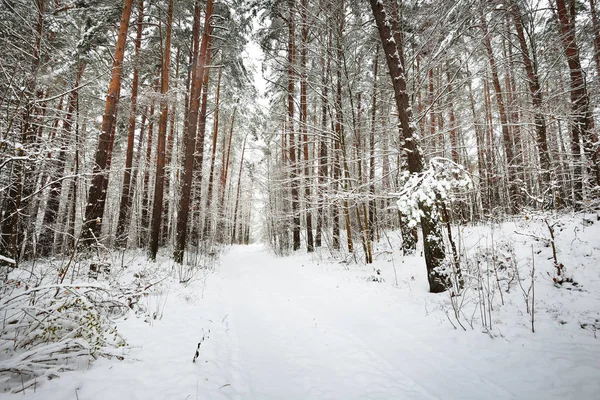 在冬季森林的路径 — 图库照片