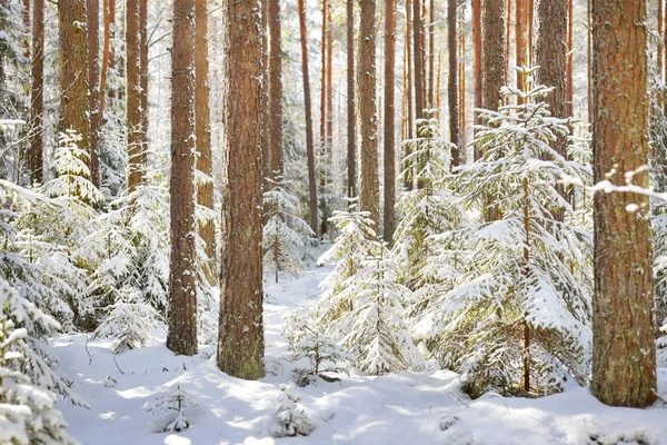 Заснеженные сосновые леса зимой — стоковое фото