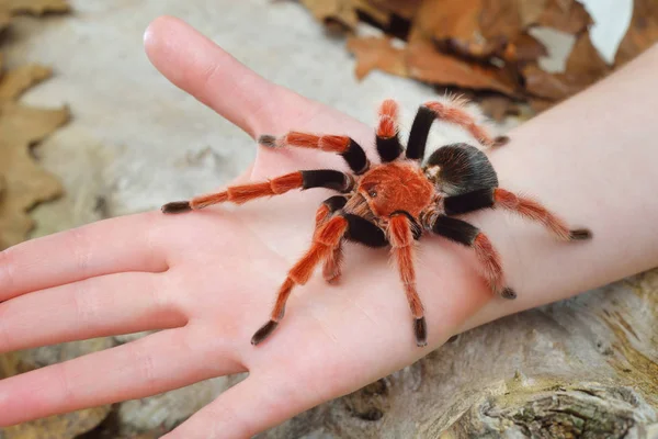 Birdeater tarantula spider Brachypelma boehmei — Stock Photo, Image