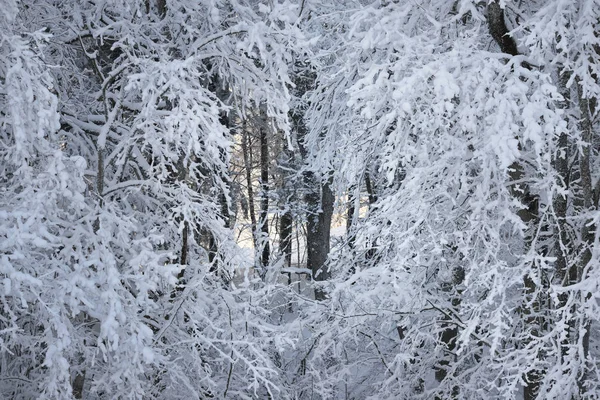 Sněhu a námrazy porostlých větví — Stock fotografie