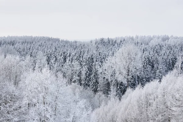 Pineta innevata scura — Foto Stock