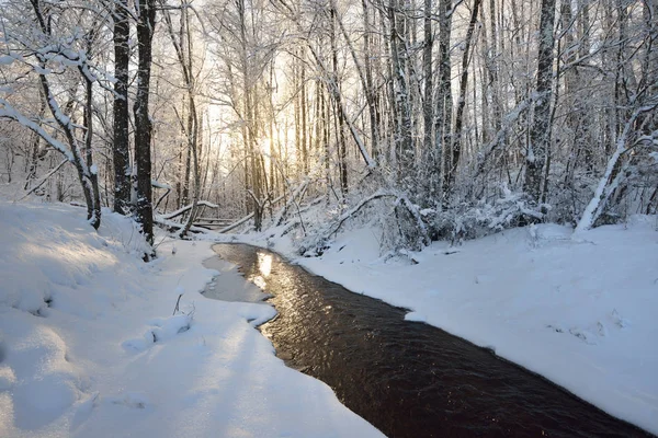 Arroyo forestal rodeado de árboles cubiertos de nieve —  Fotos de Stock