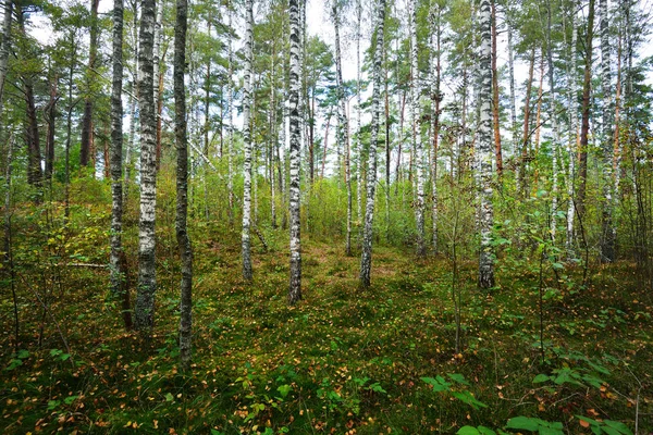 Erken sonbahar yaprak döken orman 