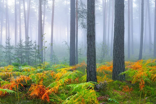 Mglisty sunrise w pięknych lasów liściastych — Zdjęcie stockowe