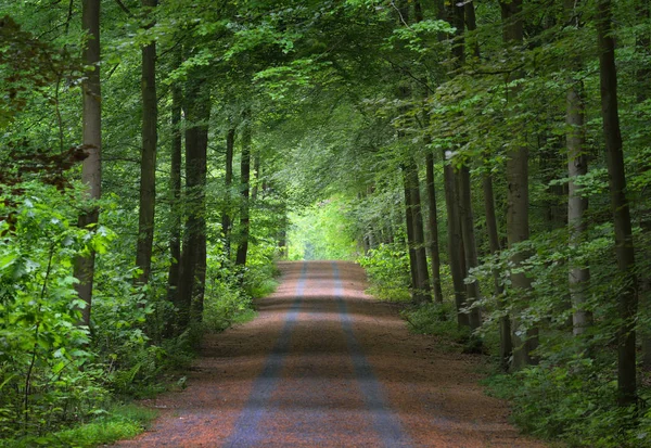 绿色的春天山毛榉森林的走道 — 图库照片