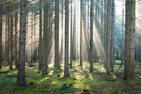 Sun rays in a fog in a misty forest — Stock Photo, Image