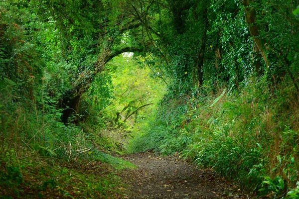 Poteca într-un tunel verde de stejar — Fotografie, imagine de stoc