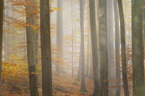 Mysterious morning fog in a beautiful beech tree forest. Autumn trees with yellow and orange foliage. Heidelberg, Germany.