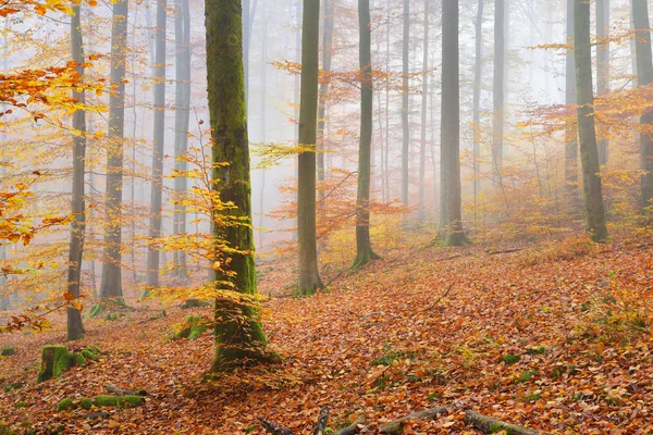 Mysterious morning fog in a autumn forest — Stock Photo, Image