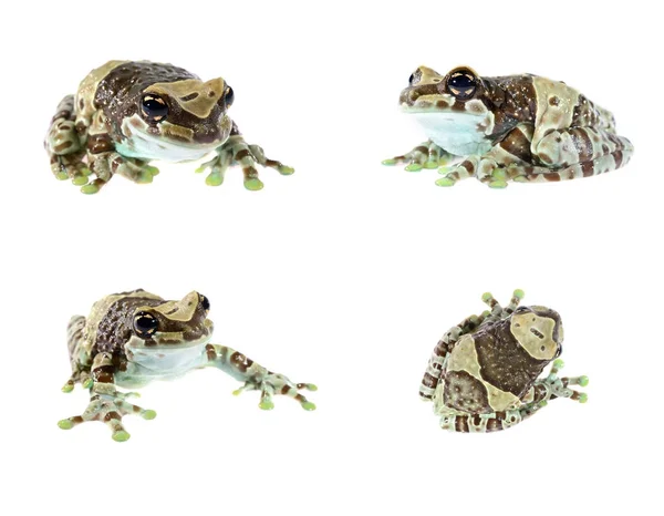 Frog lövgrodor resinifictrix — Stockfoto