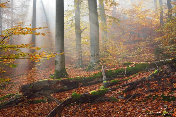 Gizemli sabah sis sonbahar bir ormanda — Stok fotoğraf