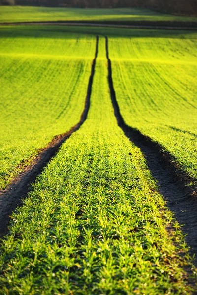 Campo agrícola verde exuberante —  Fotos de Stock