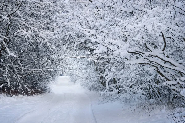 Route rurale à travers une forêt de feuillus hivernale — Photo