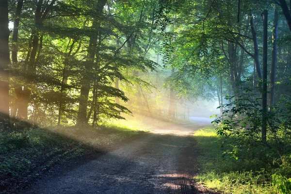 Çakıl yol sisli bir sisli orman — Stok fotoğraf