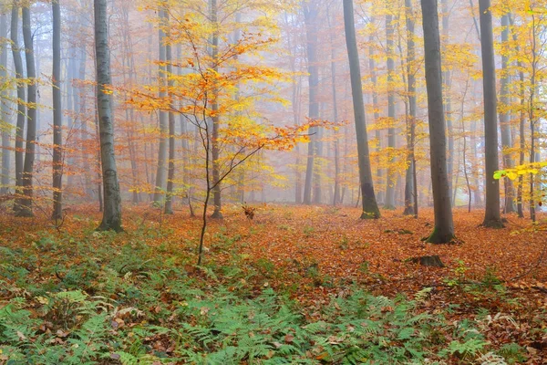 Misteriosa niebla matutina en un bosque otoñal —  Fotos de Stock