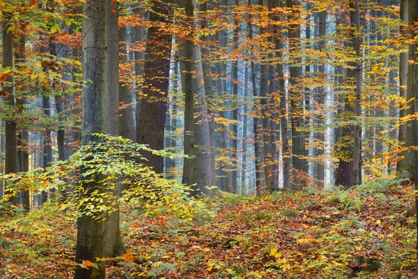 Belle forêt de hêtres en automne — Photo