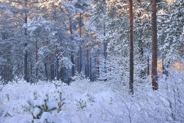雪に覆われた松林の中の冬のワンダーランド — ストック写真