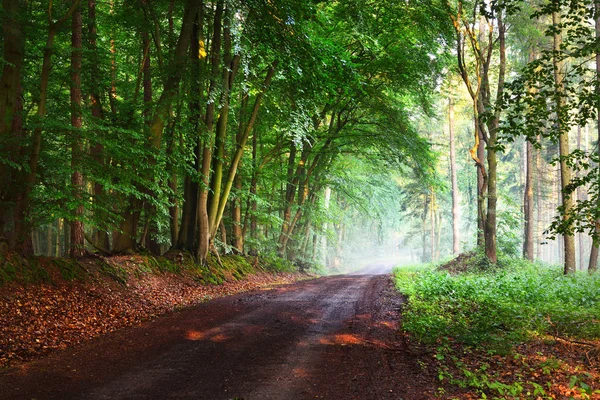 Camino de grava en un verde bosque brumoso —  Fotos de Stock