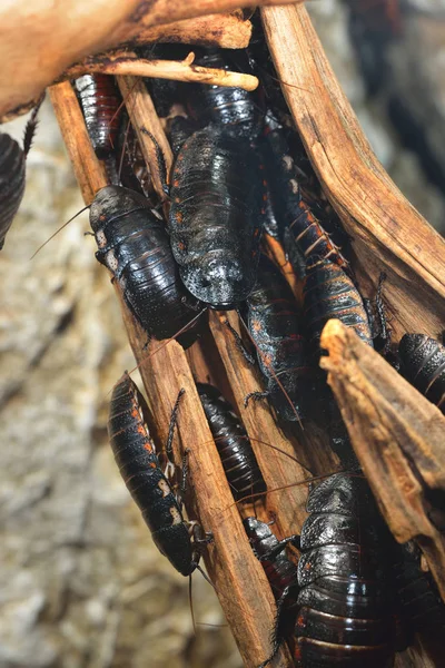 Czarne olbrzymie Madagaskar syczenie cockroachs — Zdjęcie stockowe