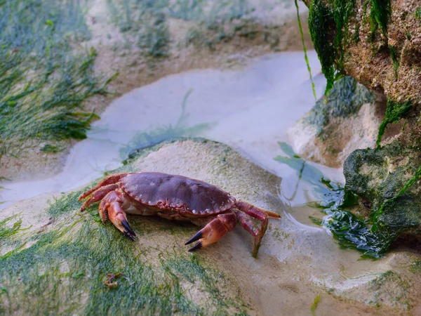 Βρώσιμων καβουριών στην άμμο καλυμμένα με algi — Φωτογραφία Αρχείου