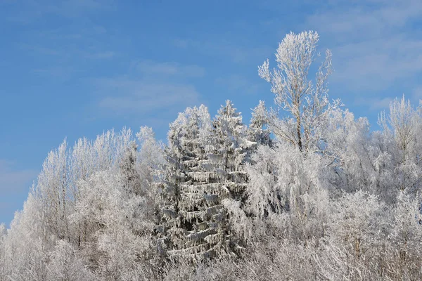 雪と霧氷の木を覆われています。 — ストック写真