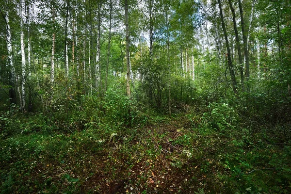 Bosque caducifolio de principios de otoño — Foto de Stock