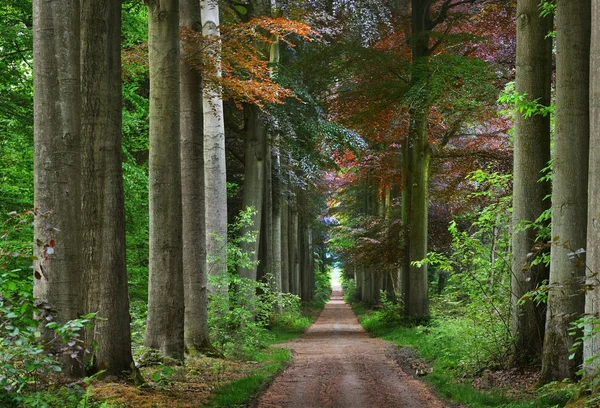 Passerella in una verde foresta di faggi primaverili — Foto Stock