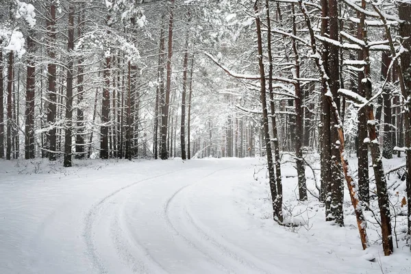 A téli erdő út — Stock Fotó