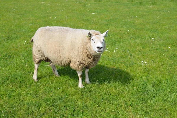 Sheep on the green field — Stock Photo, Image