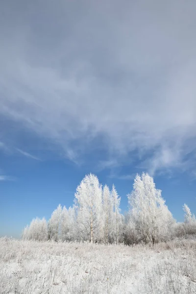 Birkenwald mit Schnee und Reif bedeckt — Stockfoto