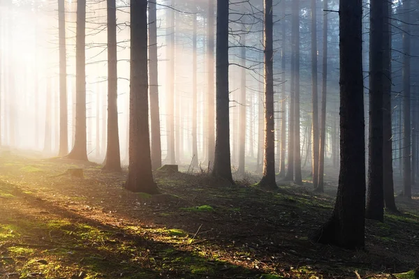 Tree silhouettes in a dark misty forest — Stock Photo, Image