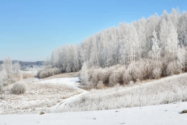 Betulla foresta ricoperta di neve e rime — Foto Stock